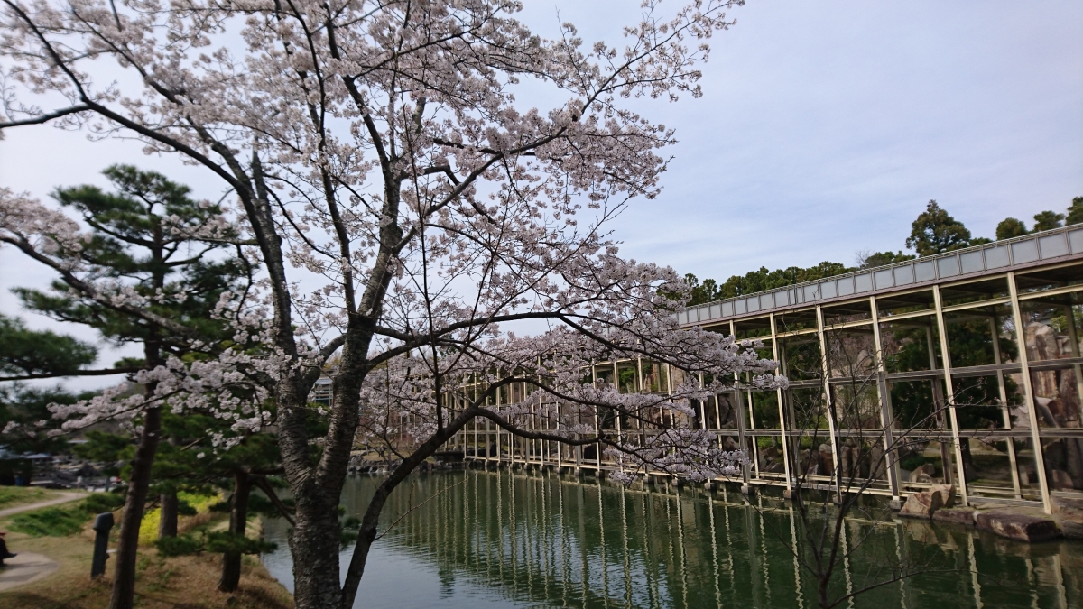 桜の時期の水景園:フリー写真素材(SO-02Hで撮影)