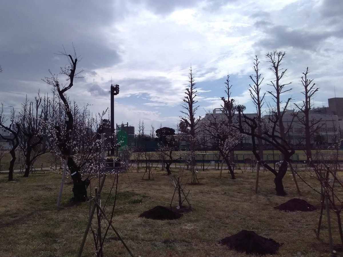 多摩川大橋：御幸公園の梅林（川崎市のフリー写真素材）